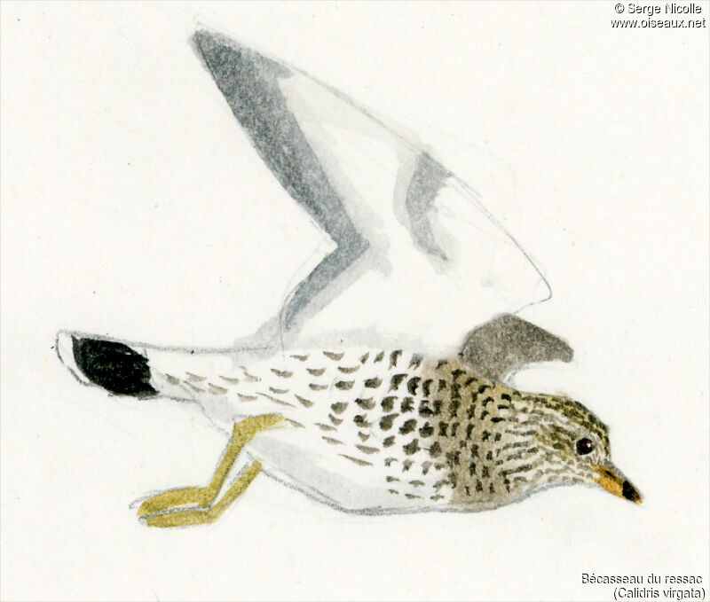 Surfbird, identification