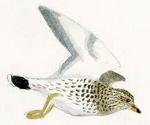 Surfbird