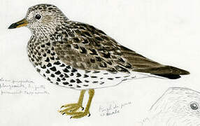 Surfbird