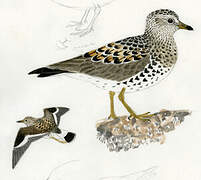 Surfbird