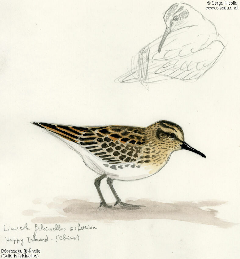 Broad-billed Sandpiper, identification