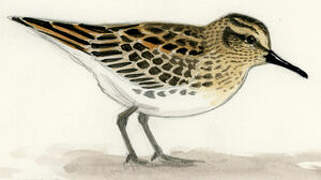 Broad-billed Sandpiper