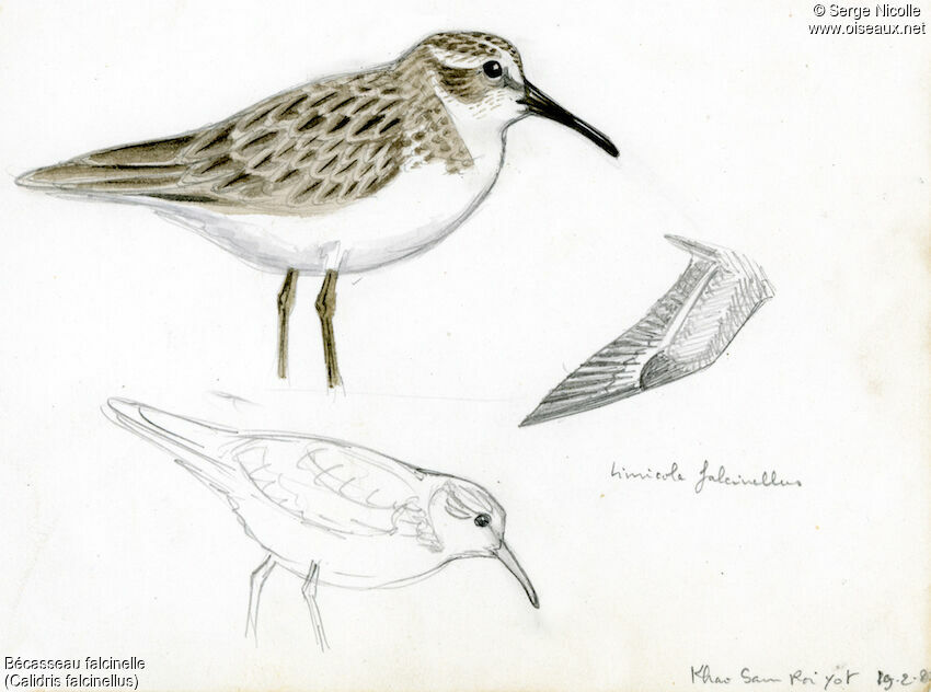 Broad-billed Sandpiperadult post breeding, identification