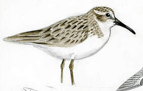 Broad-billed Sandpiper