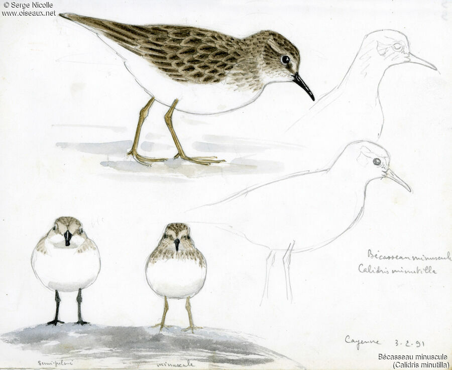 Least Sandpiper, identification