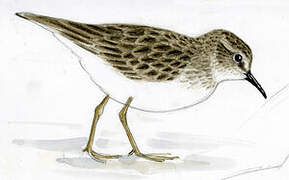 Least Sandpiper