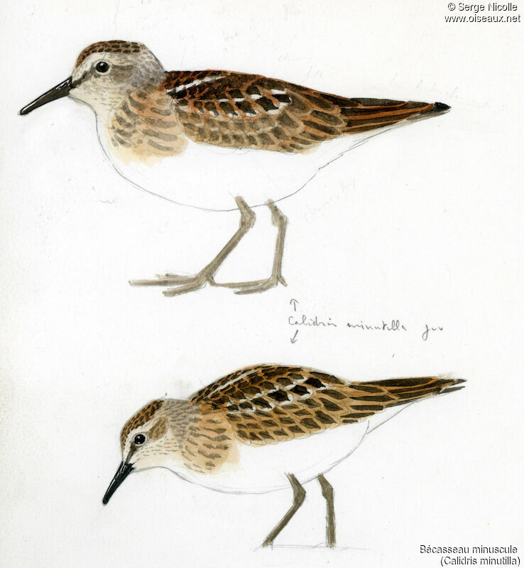 Least Sandpiperjuvenile, identification