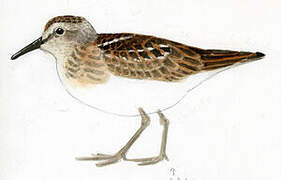 Least Sandpiper