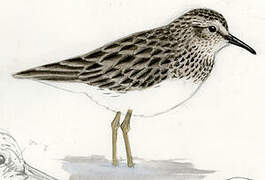 Least Sandpiper