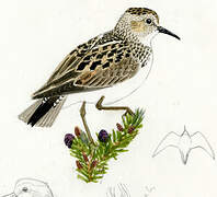 Least Sandpiper