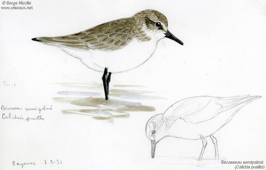 Semipalmated Sandpiper, identification