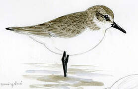 Semipalmated Sandpiper