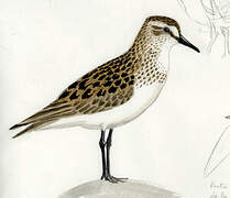 Semipalmated Sandpiper