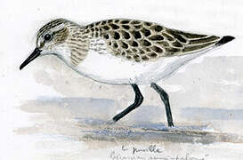 Semipalmated Sandpiper