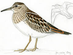 Pectoral Sandpiper