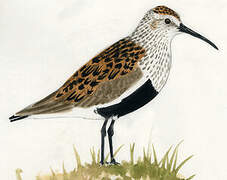 Dunlin