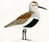 Dunlin