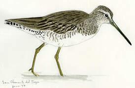 Short-billed Dowitcher