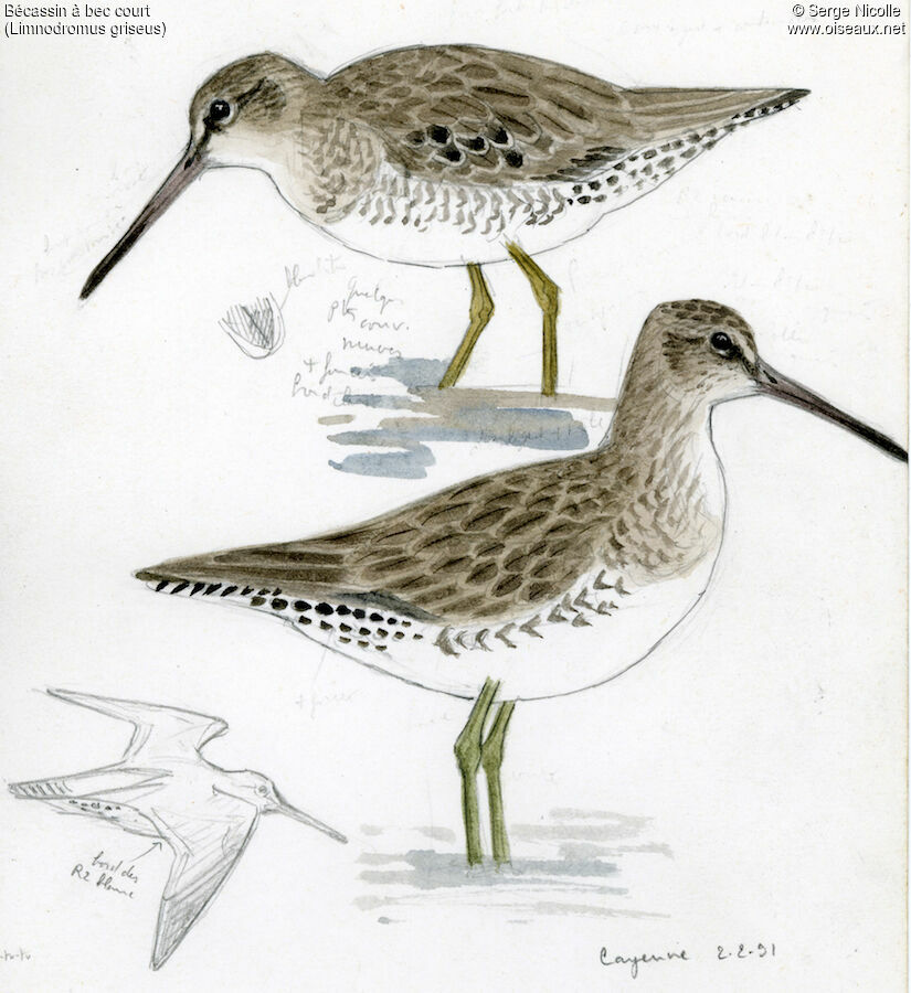 Short-billed Dowitcher, identification