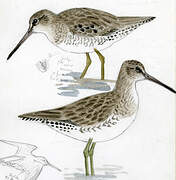 Short-billed Dowitcher