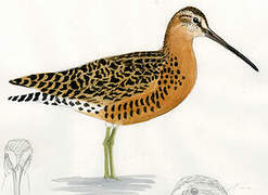 Short-billed Dowitcher