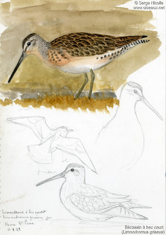 Short-billed Dowitcherjuvenile, identification