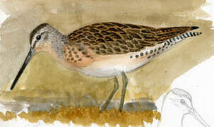 Short-billed Dowitcher