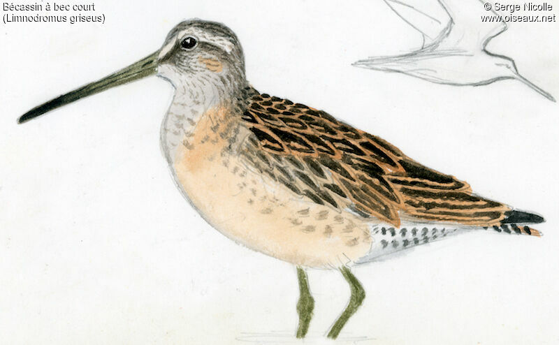 Short-billed Dowitcher, identification