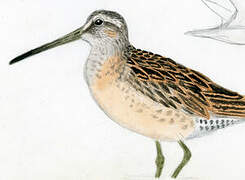 Short-billed Dowitcher