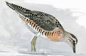 Short-billed Dowitcher