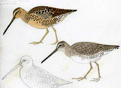 Long-billed Dowitcher