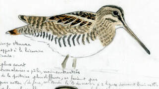 Pin-tailed Snipe