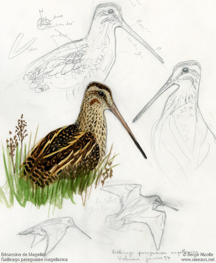 Magellanic Snipe, identification