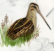 South American Snipe