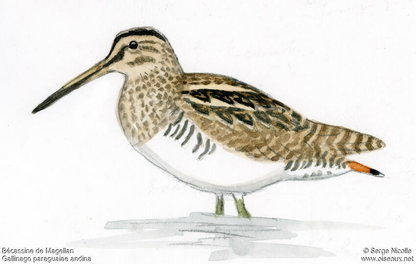 South American Snipe