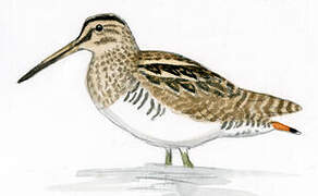 South American Snipe