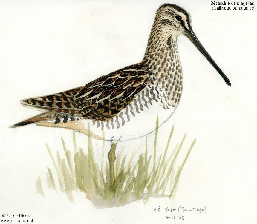 South American Snipe