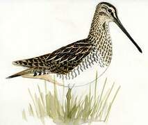 South American Snipe