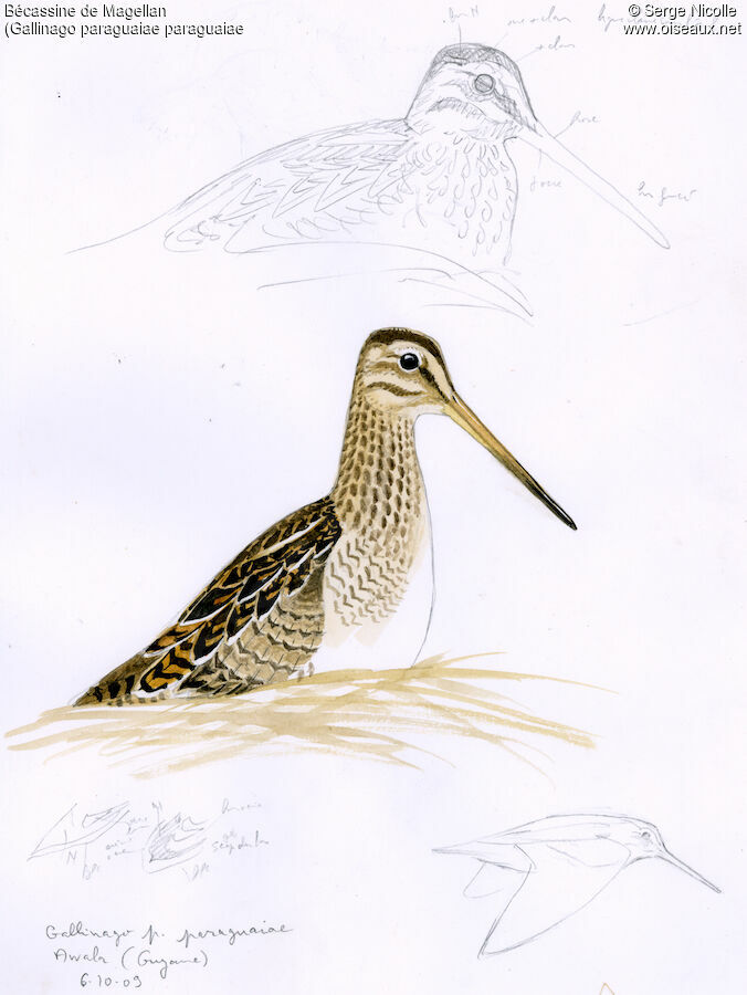 Magellanic Snipe, identification