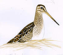 South American Snipe