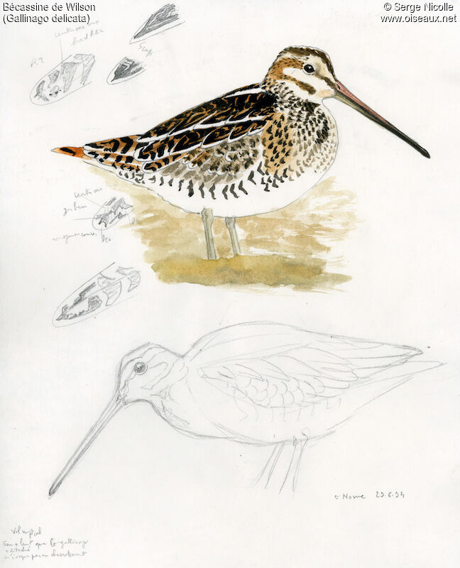 Wilson's Snipe, identification