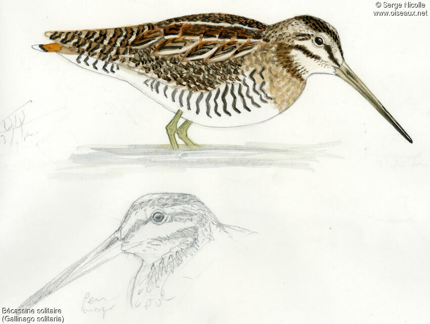 Solitary Snipe, identification