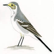 Citrine Wagtail