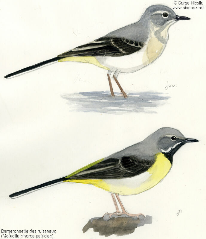 Grey Wagtail, identification
