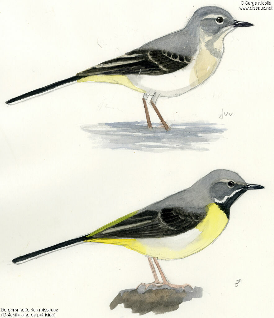 Grey Wagtail, identification