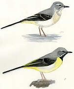 Grey Wagtail