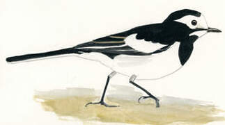 White Wagtail