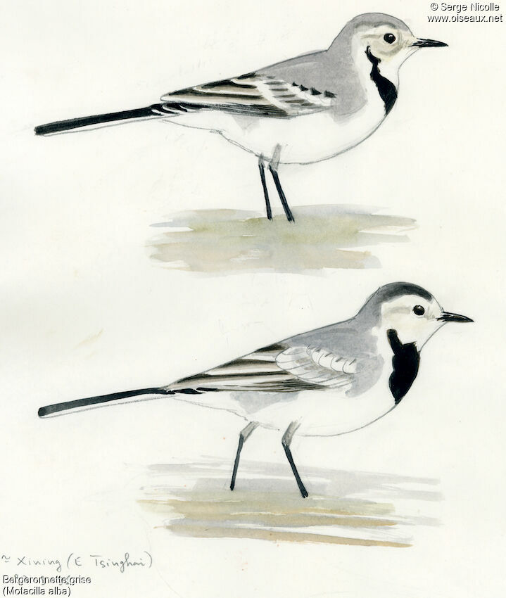 White Wagtail, identification