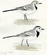 White Wagtail