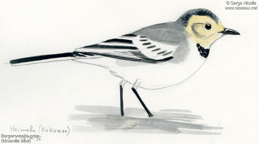 White Wagtail, identification